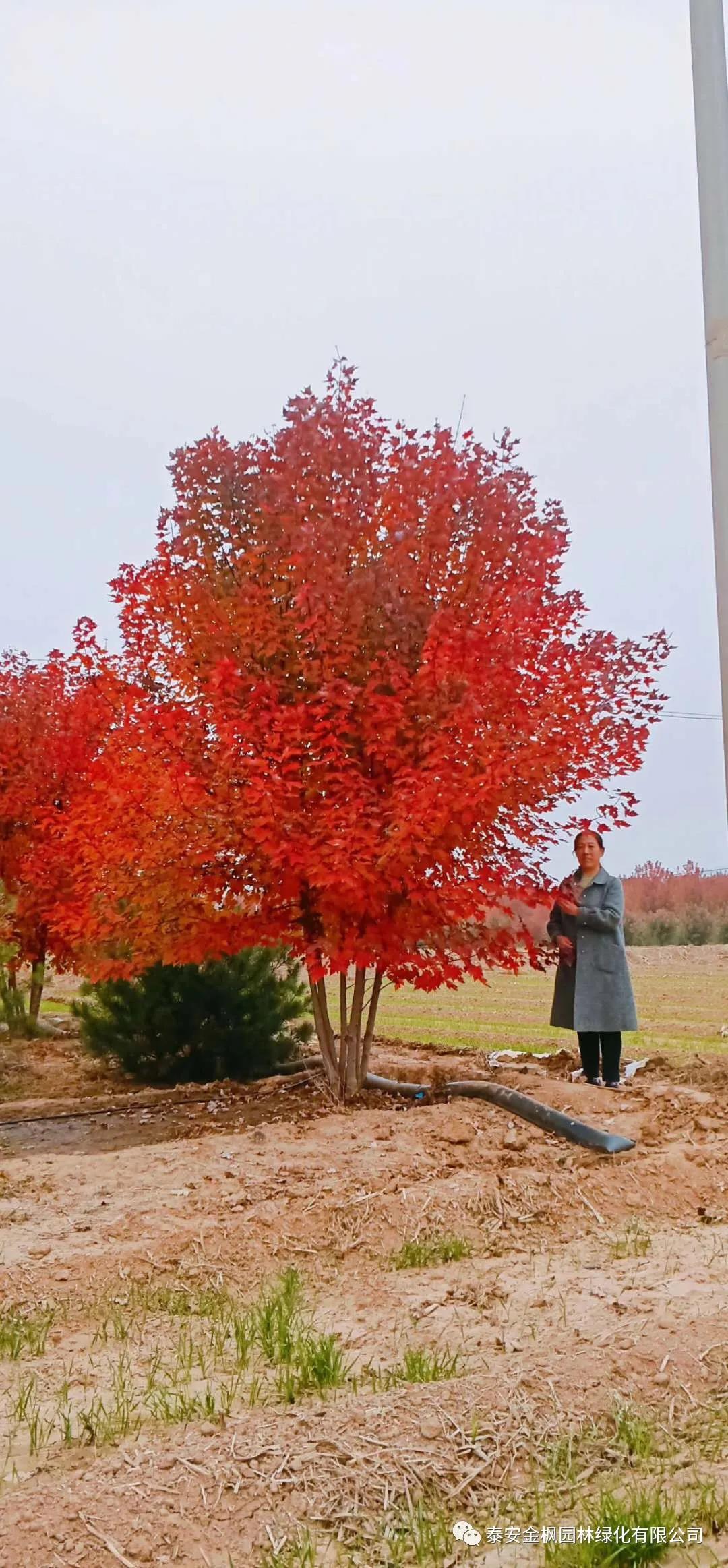 超溫綜合保護(hù)器