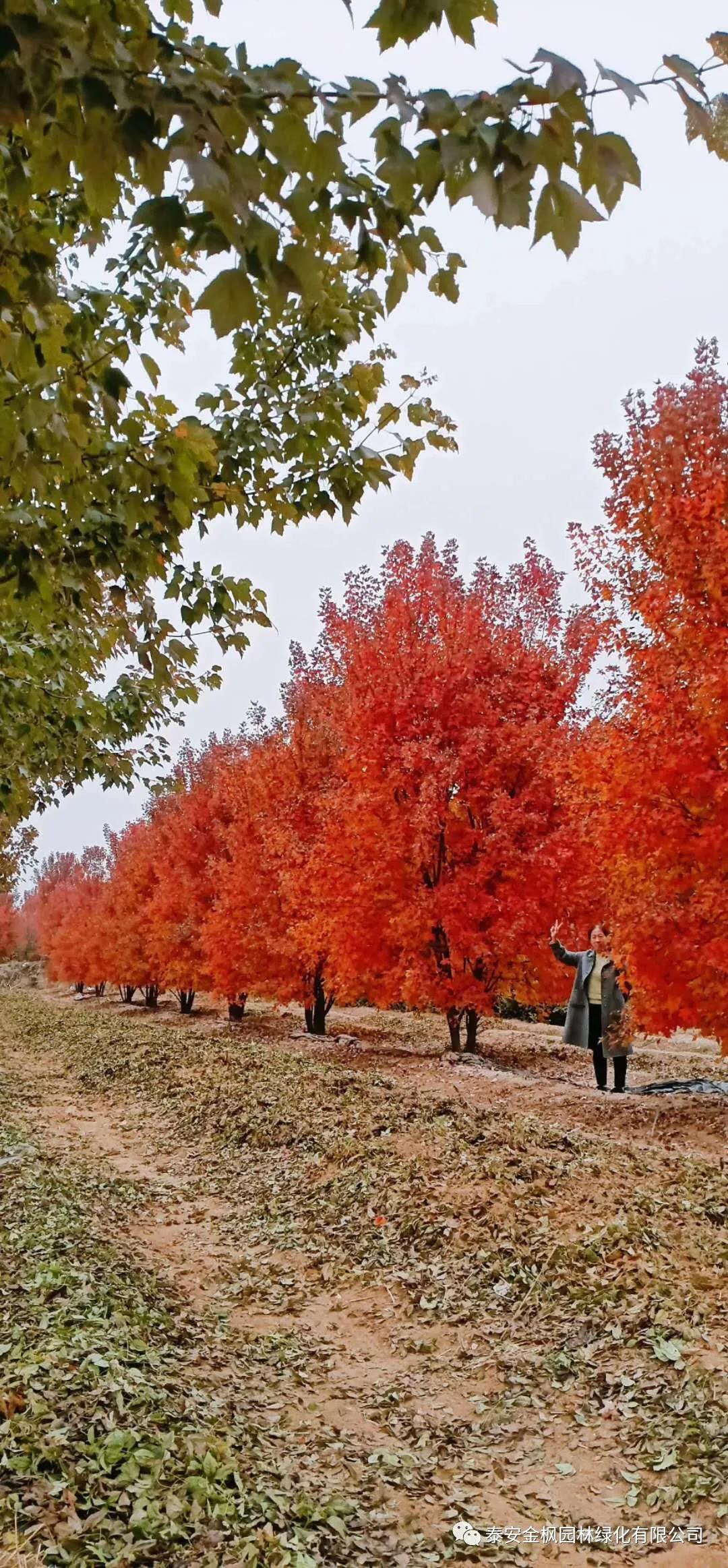中頻爐自動(dòng)加料機(jī)