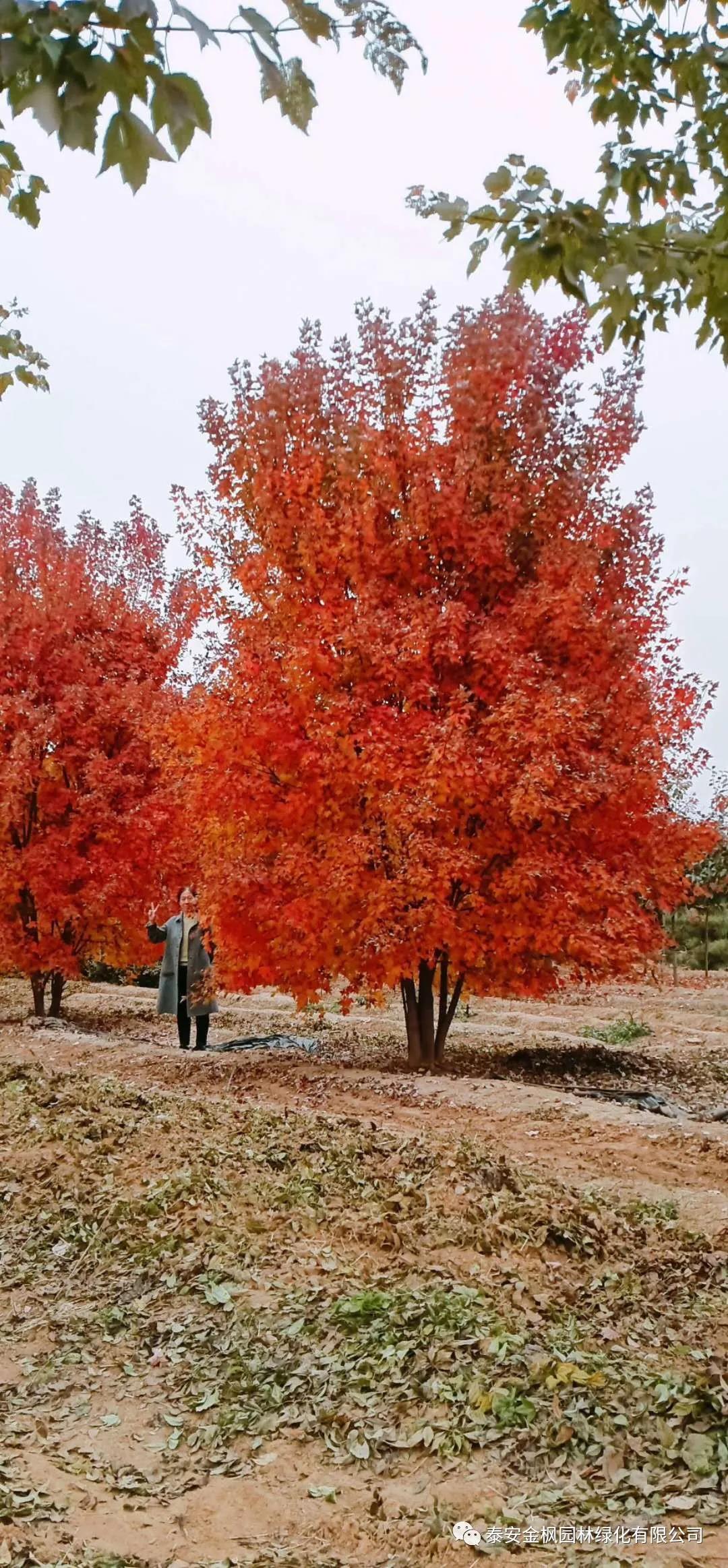 中頻爐自動(dòng)加料機(jī)